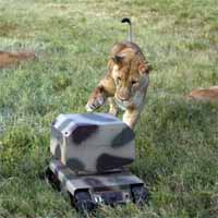 Lion with Robot