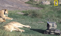 SuperDroid Robots with Lions
