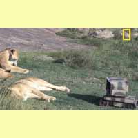 SuperDroid Robots with Lions