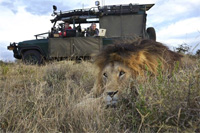 SuperDroid Robots with Lions