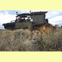 SuperDroid Robots with Lions