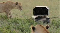 SuperDroid Robots with Lions