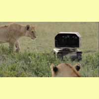 SuperDroid Robots with Lions