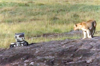 SuperDroid Robots with Lions