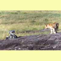 SuperDroid Robots with Lions